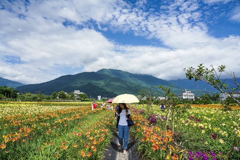 [花蓮免費景點]2018平地金針花海   IG網美必去拍照打卡熱門景點  花期長至端午節連假都看得到唷-嘉德萱草花田