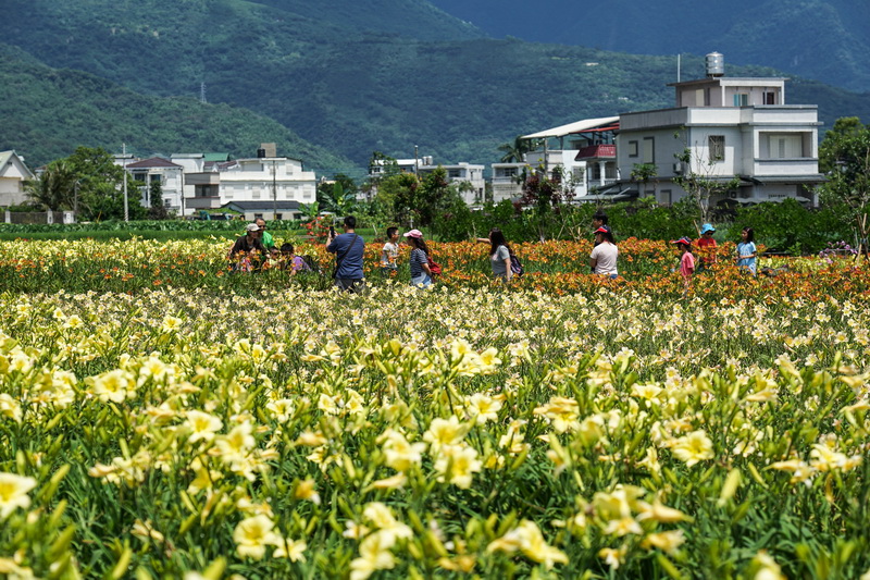 [花蓮免費景點]2018平地金針花海   IG網美必去拍照打卡熱門景點  花期長至端午節連假都看得到唷-嘉德萱草花田