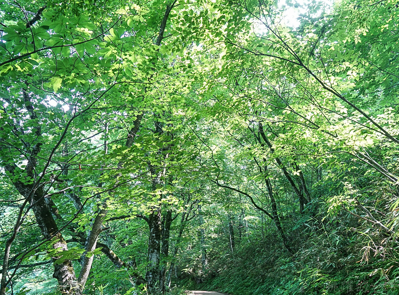 [日本青森景點]翠綠山林中璀璨的藍寶石，從此記下妳眼中那抹蔚藍 白神山地十二湖 青池