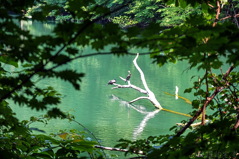 [日本青森景點]翠綠山林中璀璨的藍寶石，從此記下妳眼中那抹蔚藍 白神山地十二湖 青池