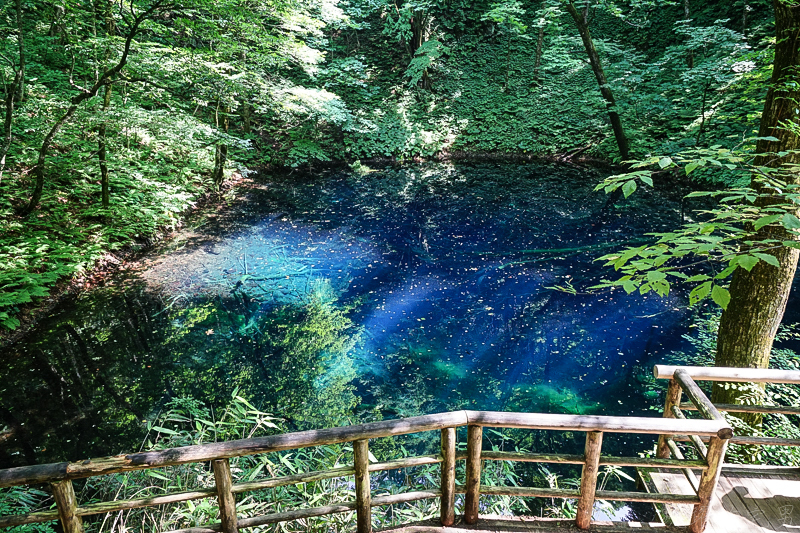 [日本青森景點]翠綠山林中璀璨的藍寶石，從此記下妳眼中那抹蔚藍 白神山地十二湖 青池