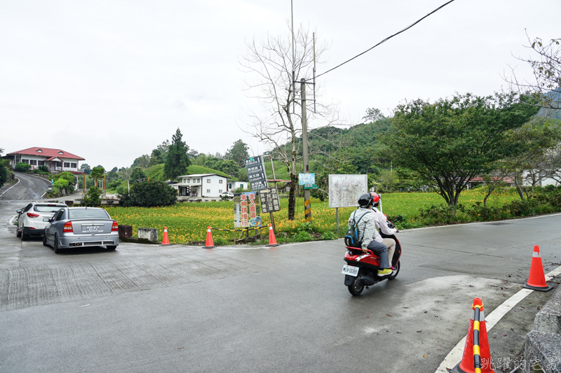 [花蓮金針花季]2019赤科山金針花-金黃色地毯鋪滿山頭 還有很多花沒開 20190820花況 花蓮一日行程推薦 大推原饗屋炸牛蒡 嘉茗茶園 毫香碧綠茶 花蓮vlog