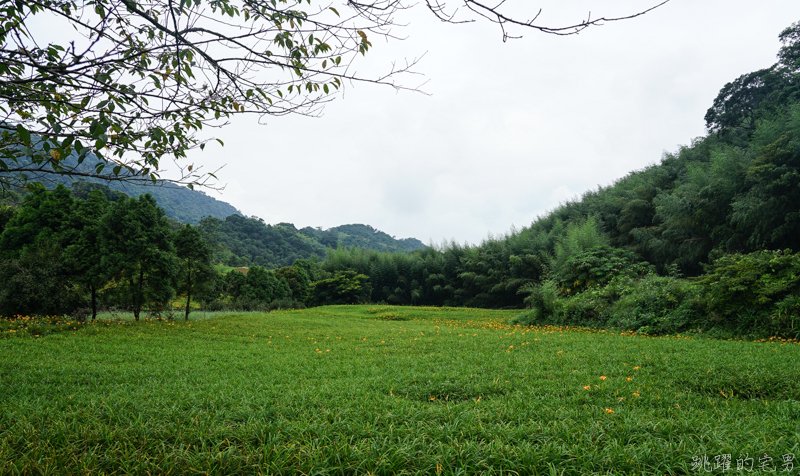 [花蓮金針花季]2019赤科山金針花-金黃色地毯鋪滿山頭 還有很多花沒開 20190820花況 花蓮一日行程推薦 大推原饗屋炸牛蒡 嘉茗茶園 毫香碧綠茶 花蓮vlog