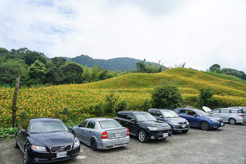 [花蓮金針花季]2019赤科山金針花-金黃色地毯鋪滿山頭 還有很多花沒開 20190820花況 花蓮一日行程推薦 大推原饗屋炸牛蒡 嘉茗茶園 毫香碧綠茶 花蓮vlog