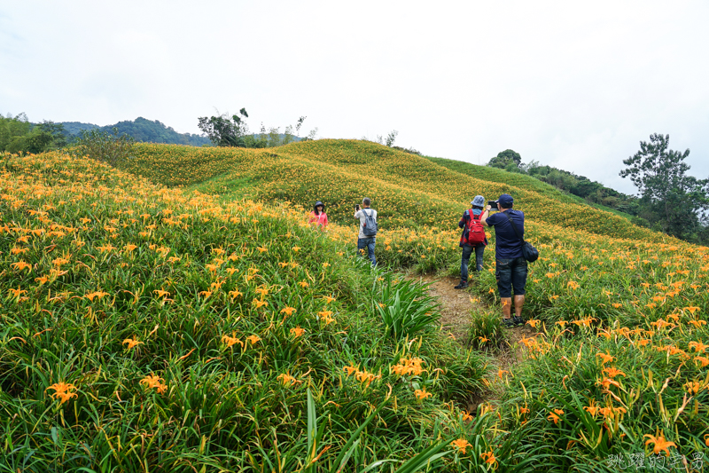 [花蓮金針花季]2019赤科山金針花-金黃色地毯鋪滿山頭 還有很多花沒開 20190820花況 花蓮一日行程推薦 大推原饗屋炸牛蒡 嘉茗茶園 毫香碧綠茶 花蓮vlog