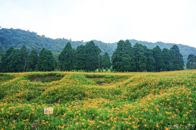 [花蓮金針花季]2019赤科山金針花-金黃色地毯鋪滿山頭 還有很多花沒開 20190820花況 花蓮一日行程推薦 大推原饗屋炸牛蒡 嘉茗茶園 毫香碧綠茶 花蓮vlog