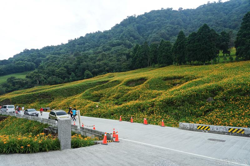 [花蓮金針花季]2019赤科山金針花-金黃色地毯鋪滿山頭 還有很多花沒開 20190820花況 花蓮一日行程推薦 大推原饗屋炸牛蒡 嘉茗茶園 毫香碧綠茶 花蓮vlog