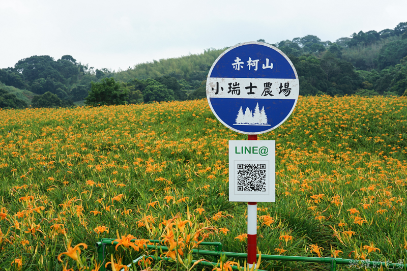 [花蓮金針花季]2019赤科山金針花-金黃色地毯鋪滿山頭 還有很多花沒開 20190820花況 花蓮一日行程推薦 大推原饗屋炸牛蒡 嘉茗茶園 毫香碧綠茶 花蓮vlog