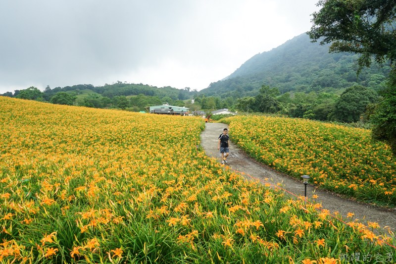 [花蓮金針花季]2019赤科山金針花-金黃色地毯鋪滿山頭 還有很多花沒開 20190820花況 花蓮一日行程推薦 大推原饗屋炸牛蒡 嘉茗茶園 毫香碧綠茶 花蓮vlog