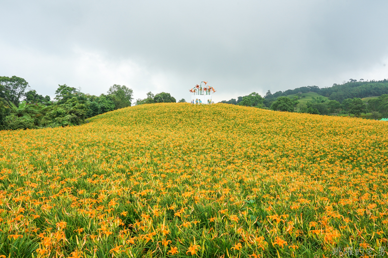 [花蓮金針花季]2019赤科山金針花-金黃色地毯鋪滿山頭 還有很多花沒開 20190820花況 花蓮一日行程推薦 大推原饗屋炸牛蒡 嘉茗茶園 毫香碧綠茶 花蓮vlog