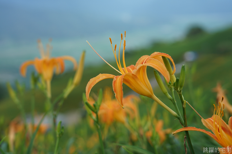 [花蓮景點]六十石山-花蓮金針花 此生必看台灣風景 2019/8/21花況 花蓮旅遊推薦