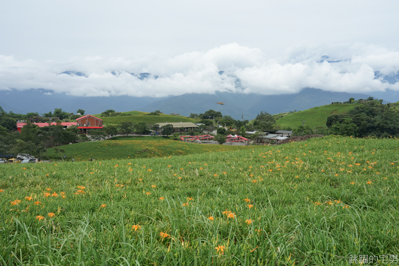 [花蓮景點]六十石山-花蓮金針花 此生必看台灣風景 2019/8/21花況 花蓮旅遊推薦