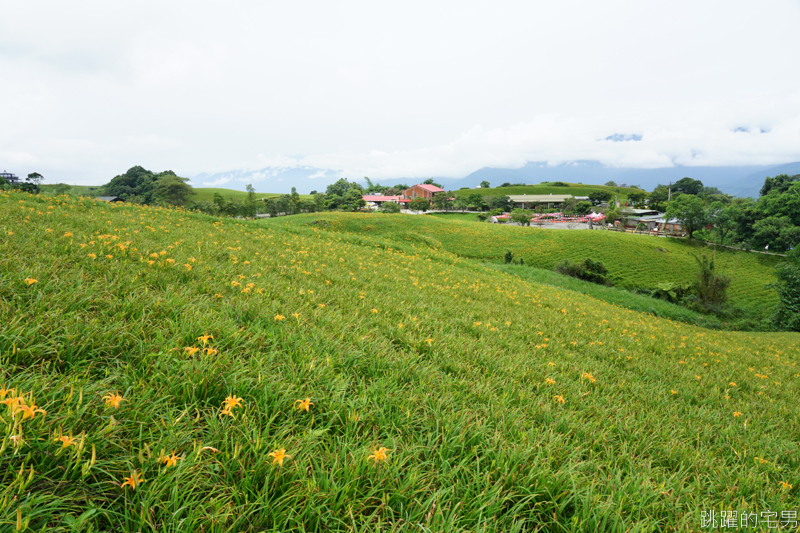 [花蓮景點]六十石山-花蓮金針花 此生必看台灣風景 2019/8/21花況 花蓮旅遊推薦