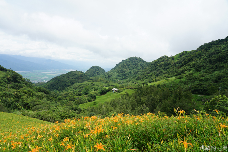 [花蓮景點]六十石山-花蓮金針花 此生必看台灣風景 2019/8/21花況 花蓮旅遊推薦