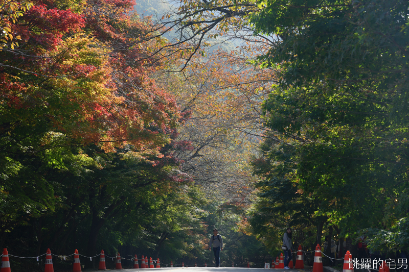 [韓國賞楓]2019內藏山賞楓一日遊，全羅道內藏山楓葉季 綠黃相間 紅葉不同層次的美麗 11/1楓況 全紅大約還要1星期 내장산內藏山等你來唷