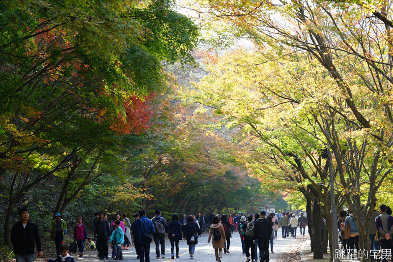 [韓國賞楓]2019內藏山賞楓一日遊，全羅道內藏山楓葉季 綠黃相間 紅葉不同層次的美麗 11/1楓況 全紅大約還要1星期 내장산內藏山等你來唷