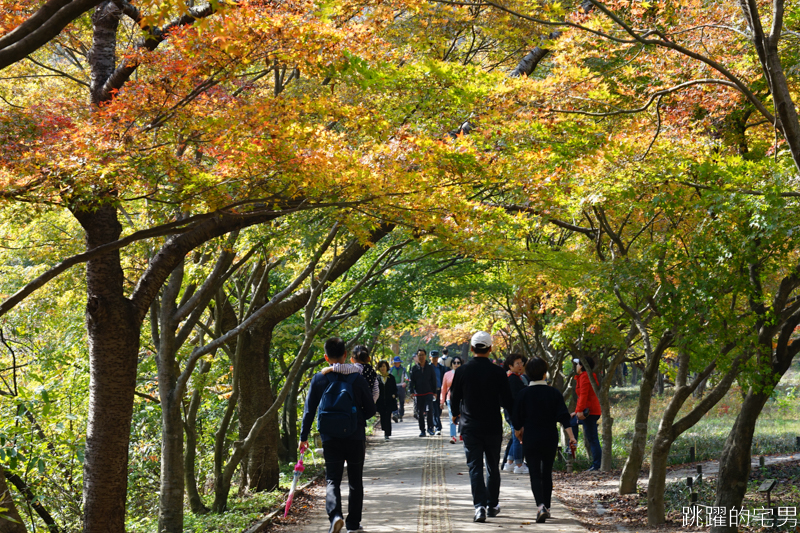 [韓國賞楓]2019內藏山賞楓一日遊，全羅道內藏山楓葉季 綠黃相間 紅葉不同層次的美麗 11/1楓況 全紅大約還要1星期 내장산內藏山等你來唷