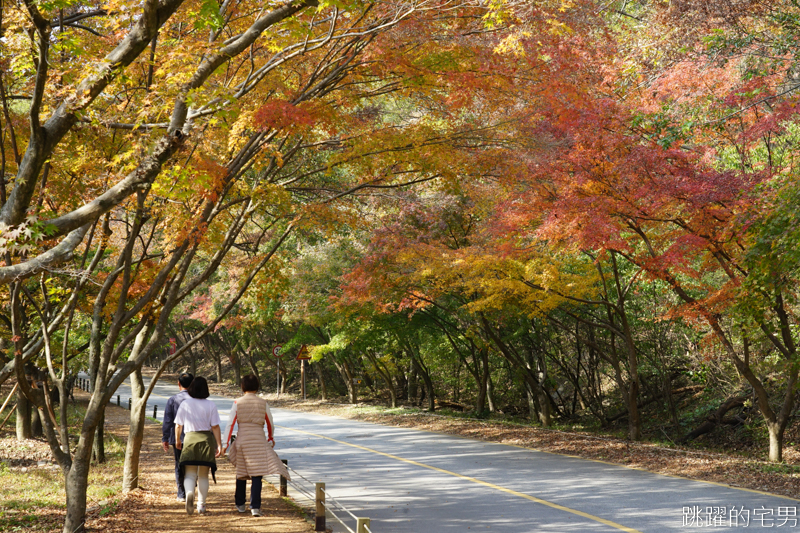 [韓國賞楓]2019內藏山賞楓一日遊，全羅道內藏山楓葉季 綠黃相間 紅葉不同層次的美麗 11/1楓況 全紅大約還要1星期 내장산內藏山等你來唷