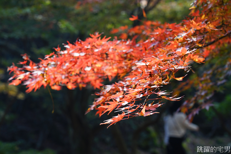 [韓國賞楓]2019內藏山賞楓一日遊，全羅道內藏山楓葉季 綠黃相間 紅葉不同層次的美麗 11/1楓況 全紅大約還要1星期 내장산內藏山等你來唷