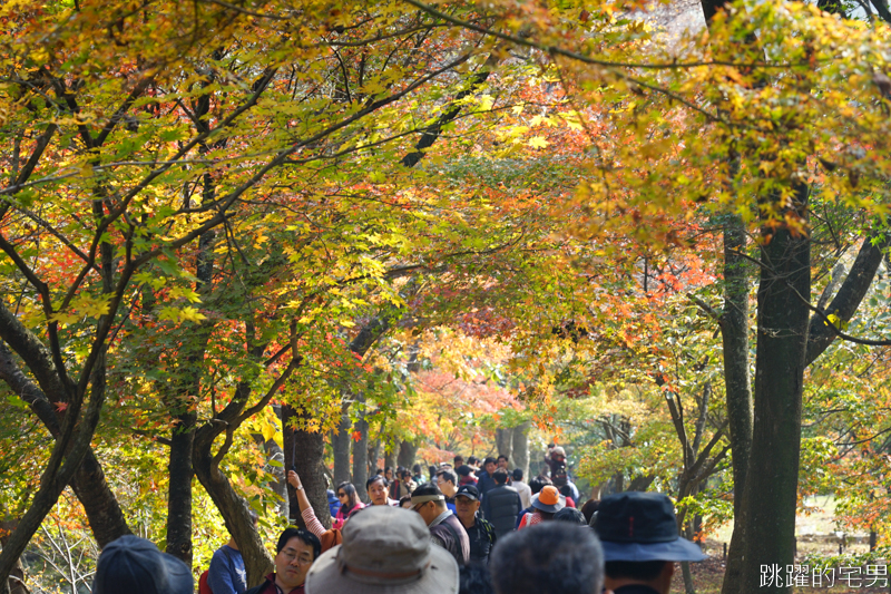 [韓國賞楓]2019內藏山賞楓一日遊，全羅道內藏山楓葉季 綠黃相間 紅葉不同層次的美麗 11/1楓況 全紅大約還要1星期 내장산內藏山等你來唷