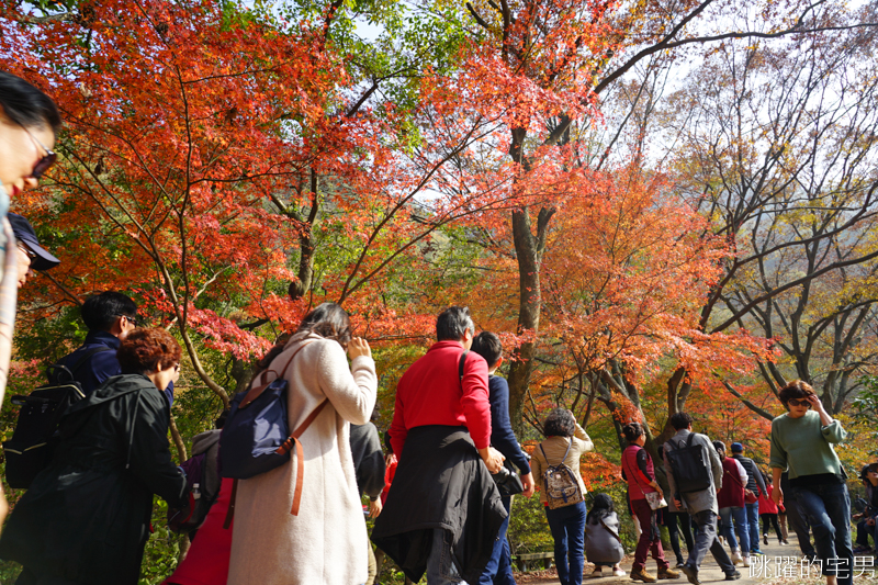 [韓國賞楓]2019內藏山賞楓一日遊，全羅道內藏山楓葉季 綠黃相間 紅葉不同層次的美麗 11/1楓況 全紅大約還要1星期 내장산內藏山等你來唷