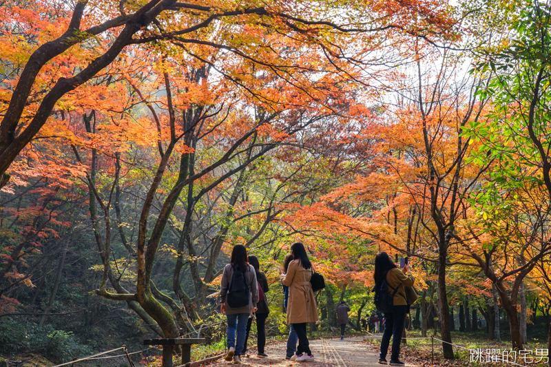 [韓國賞楓]2019內藏山賞楓一日遊，全羅道內藏山楓葉季 綠黃相間 紅葉不同層次的美麗 11/1楓況 全紅大約還要1星期 내장산內藏山等你來唷