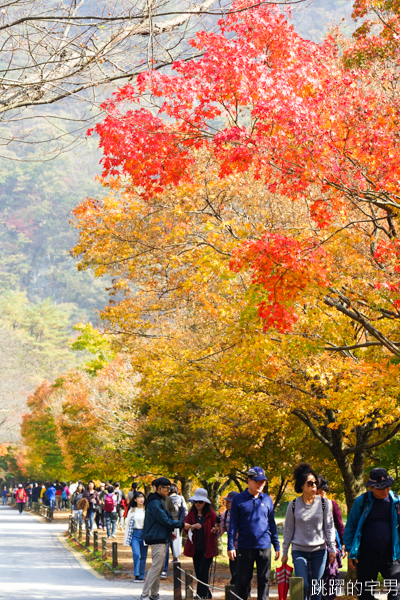 [韓國賞楓]2019內藏山賞楓一日遊，全羅道內藏山楓葉季 綠黃相間 紅葉不同層次的美麗 11/1楓況 全紅大約還要1星期 내장산內藏山等你來唷