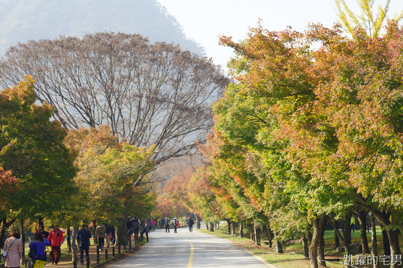 [韓國賞楓]2019內藏山賞楓一日遊，全羅道內藏山楓葉季 綠黃相間 紅葉不同層次的美麗 11/1楓況 全紅大約還要1星期 내장산內藏山等你來唷