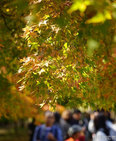 [韓國賞楓]2019內藏山賞楓一日遊，全羅道內藏山楓葉季 綠黃相間 紅葉不同層次的美麗 11/1楓況 全紅大約還要1星期 내장산內藏山等你來唷