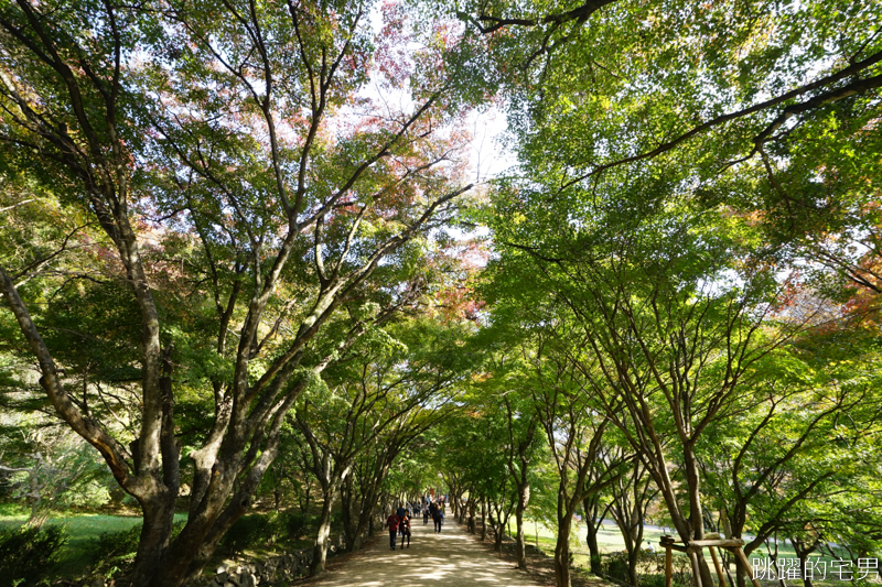 [韓國賞楓]2019內藏山賞楓一日遊，全羅道內藏山楓葉季 綠黃相間 紅葉不同層次的美麗 11/1楓況 全紅大約還要1星期 내장산內藏山等你來唷