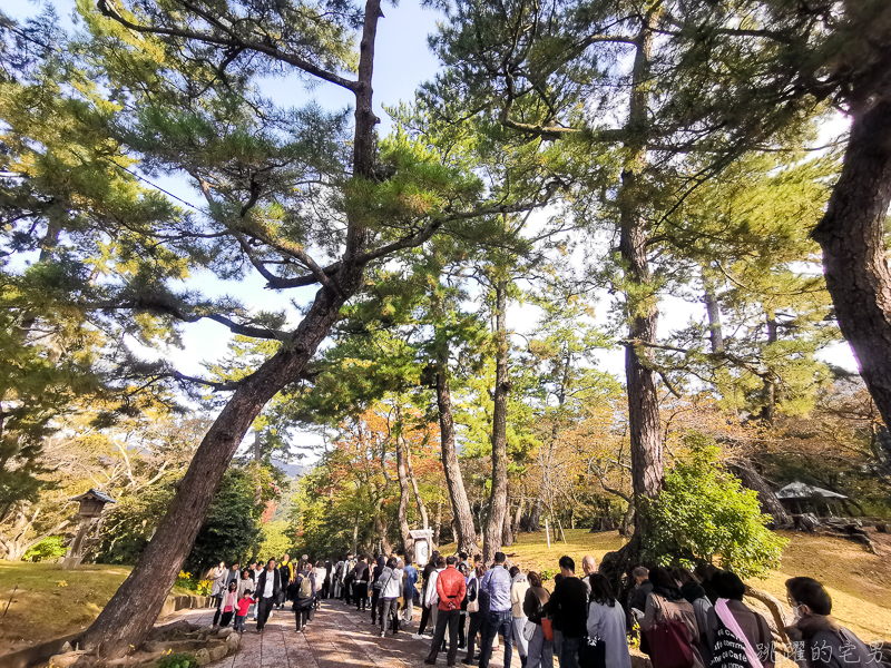 [日本島根景點]出雲大社-1年1次神在月 我在雙11參加緣結大祭 一次拜完日本800萬神明 讓你結好緣幸福 岡山島根自駕 島根行程推薦