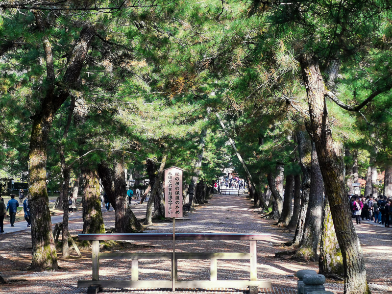 [日本島根景點]出雲大社-1年1次神在月 我在雙11參加緣結大祭 一次拜完日本800萬神明 讓你結好緣幸福 岡山島根自駕 島根行程推薦