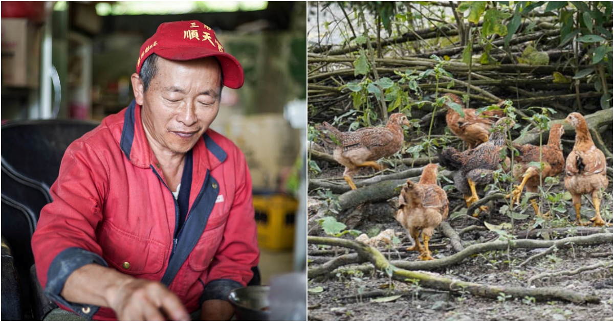 花蓮玉米雞 放山雞 你聽過縱谷跑山雞嗎? 農委會認證 最新花蓮品牌雞 16週自然野放 無毒環境 穀物牧草粗飼 山上畜牧場 @跳躍的宅男