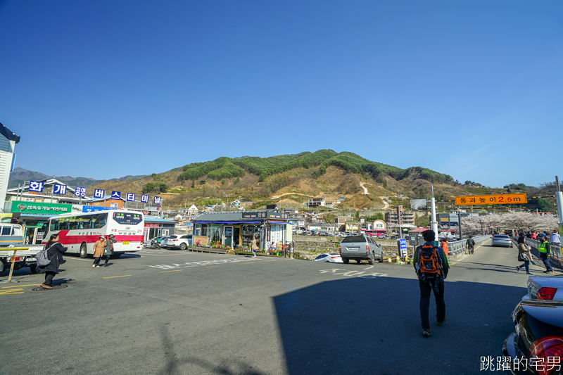 [韓國慶尚南道旅遊]河東十里櫻花路십리벚꽃길- 這不是標題黨 絕對認真櫻花樹海隧道 全長不只6公里  沒有你看到完 只有你看到累 此生必看韓國櫻花景點