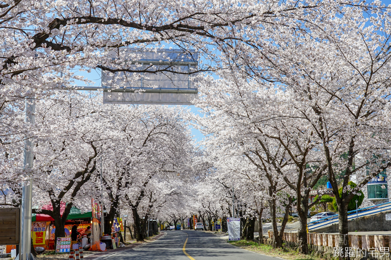 [韓國慶尚南道旅遊]河東十里櫻花路십리벚꽃길- 這不是標題黨 絕對認真櫻花樹海隧道 全長不只6公里  沒有你看到完 只有你看到累 此生必看韓國櫻花景點