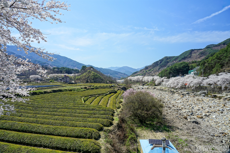 [韓國慶尚南道旅遊]河東十里櫻花路십리벚꽃길- 這不是標題黨 絕對認真櫻花樹海隧道 全長不只6公里  沒有你看到完 只有你看到累 此生必看韓國櫻花景點