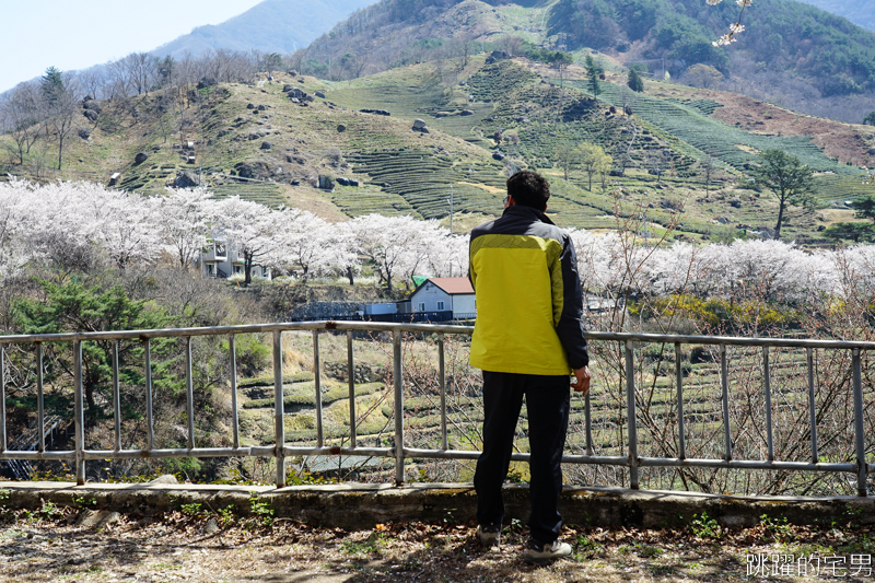 [韓國慶尚南道旅遊]河東十里櫻花路십리벚꽃길- 這不是標題黨 絕對認真櫻花樹海隧道 全長不只6公里  沒有你看到完 只有你看到累 此生必看韓國櫻花景點