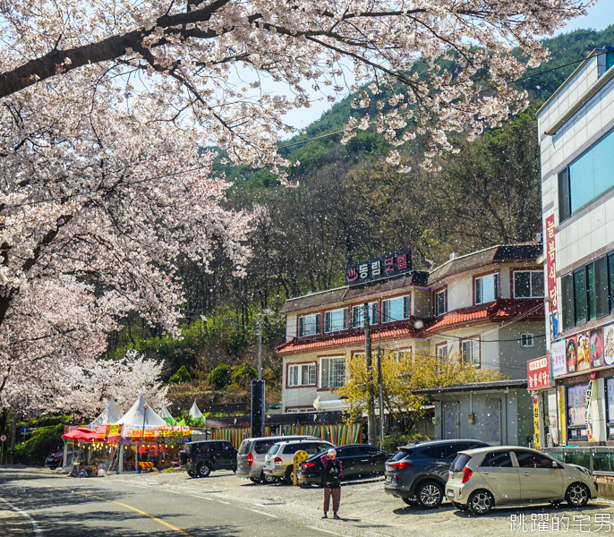 [韓國慶尚南道旅遊]河東十里櫻花路십리벚꽃길- 這不是標題黨 絕對認真櫻花樹海隧道 全長不只6公里  沒有你看到完 只有你看到累 此生必看韓國櫻花景點