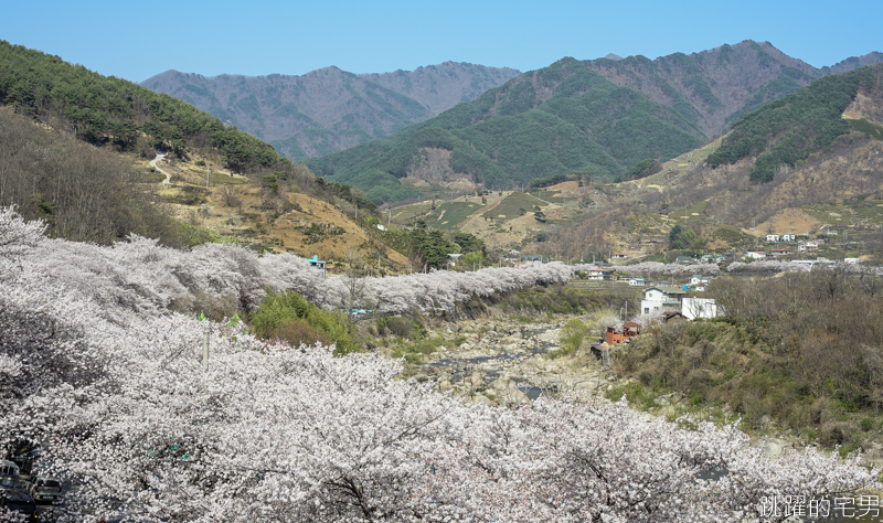 [韓國慶尚南道旅遊]河東十里櫻花路십리벚꽃길- 這不是標題黨 絕對認真櫻花樹海隧道 全長不只6公里  沒有你看到完 只有你看到累 此生必看韓國櫻花景點