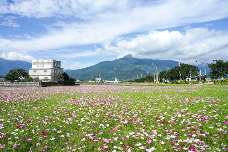 [花蓮春節資訊]2020花蓮春節賞花景點總整理-過年營業餐廳&過年交通 太魯閣交通管制 春節免費專車路線圖 過年花蓮醫院資訊 花蓮市花海、吉安花海、壽豐花海(附上google地圖) 花蓮美食懶人包 花蓮景點推薦