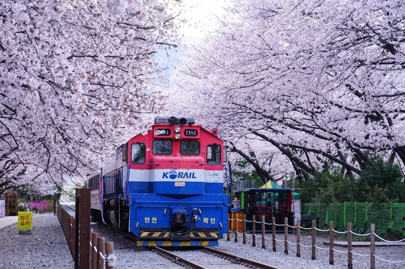 漫步在無人櫻花隧道 火車穿越萬株櫻花  絕美景色此生難忘 手牽手我們再見 韓國鎮海櫻花  慶和火車站 韓國賞櫻 釜山櫻花