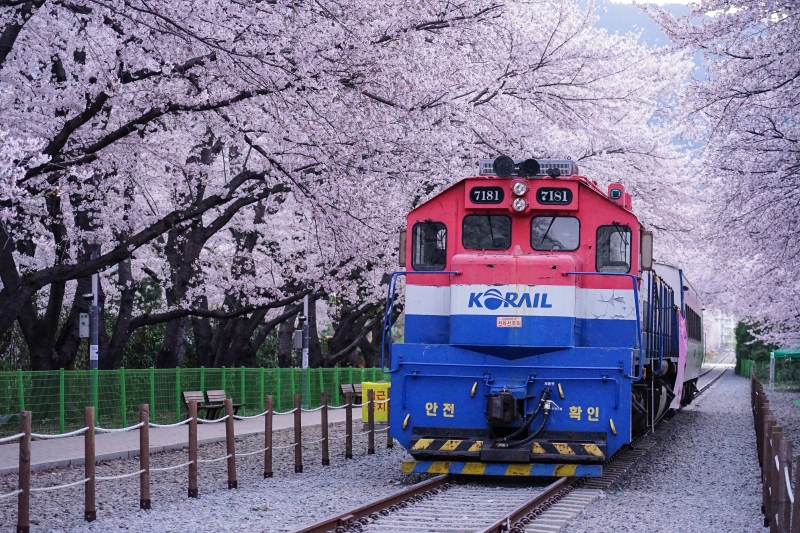 漫步在無人櫻花隧道 火車穿越萬株櫻花  絕美景色此生難忘 手牽手我們再見 韓國鎮海櫻花  慶和火車站 韓國賞櫻 釜山櫻花