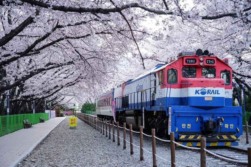 漫步在無人櫻花隧道 火車穿越萬株櫻花  絕美景色此生難忘 手牽手我們再見 韓國鎮海櫻花  慶和火車站 韓國賞櫻 釜山櫻花