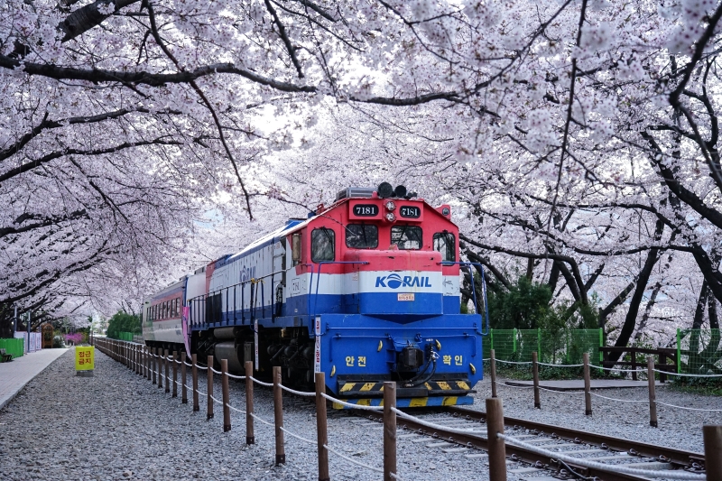 漫步在無人櫻花隧道 火車穿越萬株櫻花  絕美景色此生難忘 手牽手我們再見 韓國鎮海櫻花  慶和火車站 韓國賞櫻 釜山櫻花