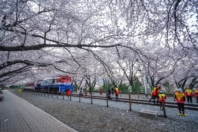 漫步在無人櫻花隧道 火車穿越萬株櫻花  絕美景色此生難忘 手牽手我們再見 韓國鎮海櫻花  慶和火車站 韓國賞櫻 釜山櫻花