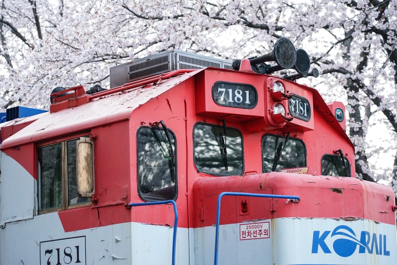 漫步在無人櫻花隧道 火車穿越萬株櫻花  絕美景色此生難忘 手牽手我們再見 韓國鎮海櫻花  慶和火車站 韓國賞櫻 釜山櫻花