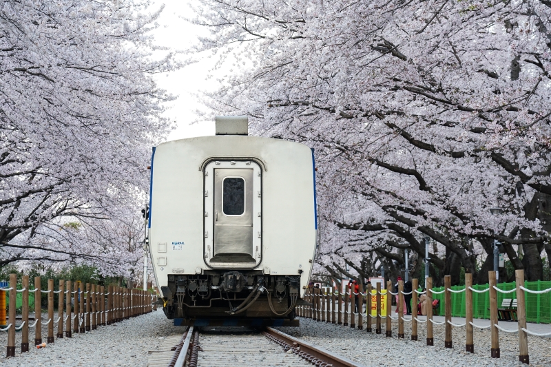 漫步在無人櫻花隧道 火車穿越萬株櫻花  絕美景色此生難忘 手牽手我們再見 韓國鎮海櫻花  慶和火車站 韓國賞櫻 釜山櫻花