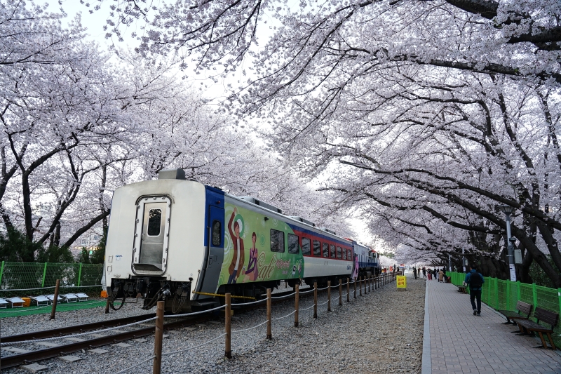 漫步在無人櫻花隧道 火車穿越萬株櫻花  絕美景色此生難忘 手牽手我們再見 韓國鎮海櫻花  慶和火車站 韓國賞櫻 釜山櫻花