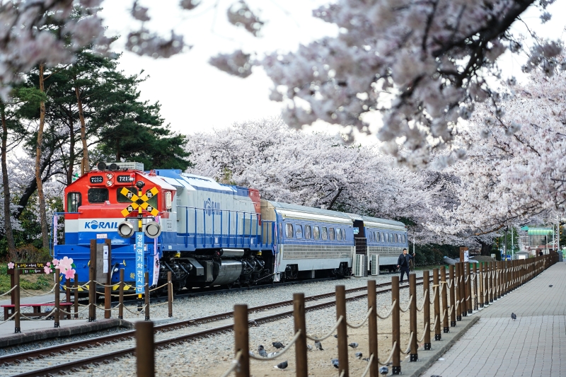 漫步在無人櫻花隧道 火車穿越萬株櫻花  絕美景色此生難忘 手牽手我們再見 韓國鎮海櫻花  慶和火車站 韓國賞櫻 釜山櫻花