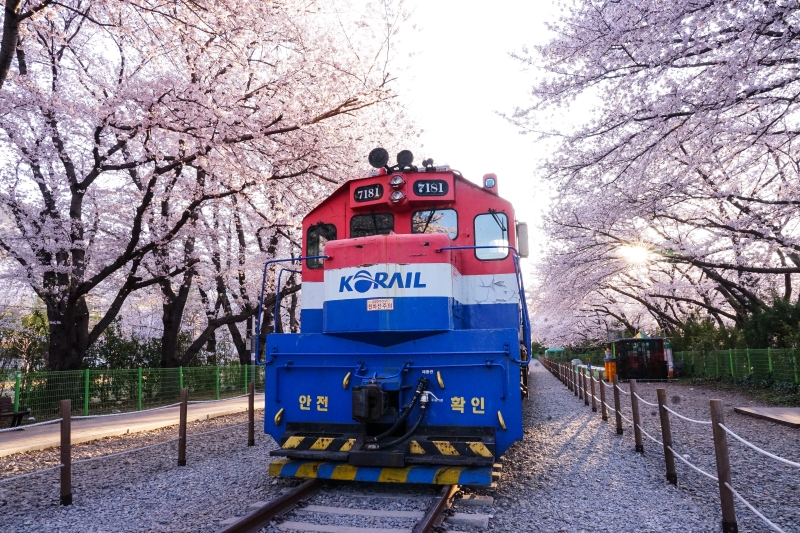 漫步在無人櫻花隧道 火車穿越萬株櫻花  絕美景色此生難忘 手牽手我們再見 韓國鎮海櫻花  慶和火車站 韓國賞櫻 釜山櫻花